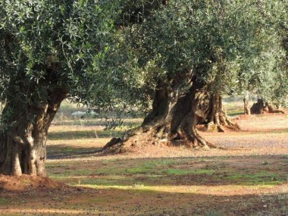 RACCOLTA E VALORIZZAZIONE DELLE OLIVE PRESENTI NELLE AREE DEL MUSEO E PARCO ARCHEOLOGICO DELL’ANTICA MEDMA – ROSARNO